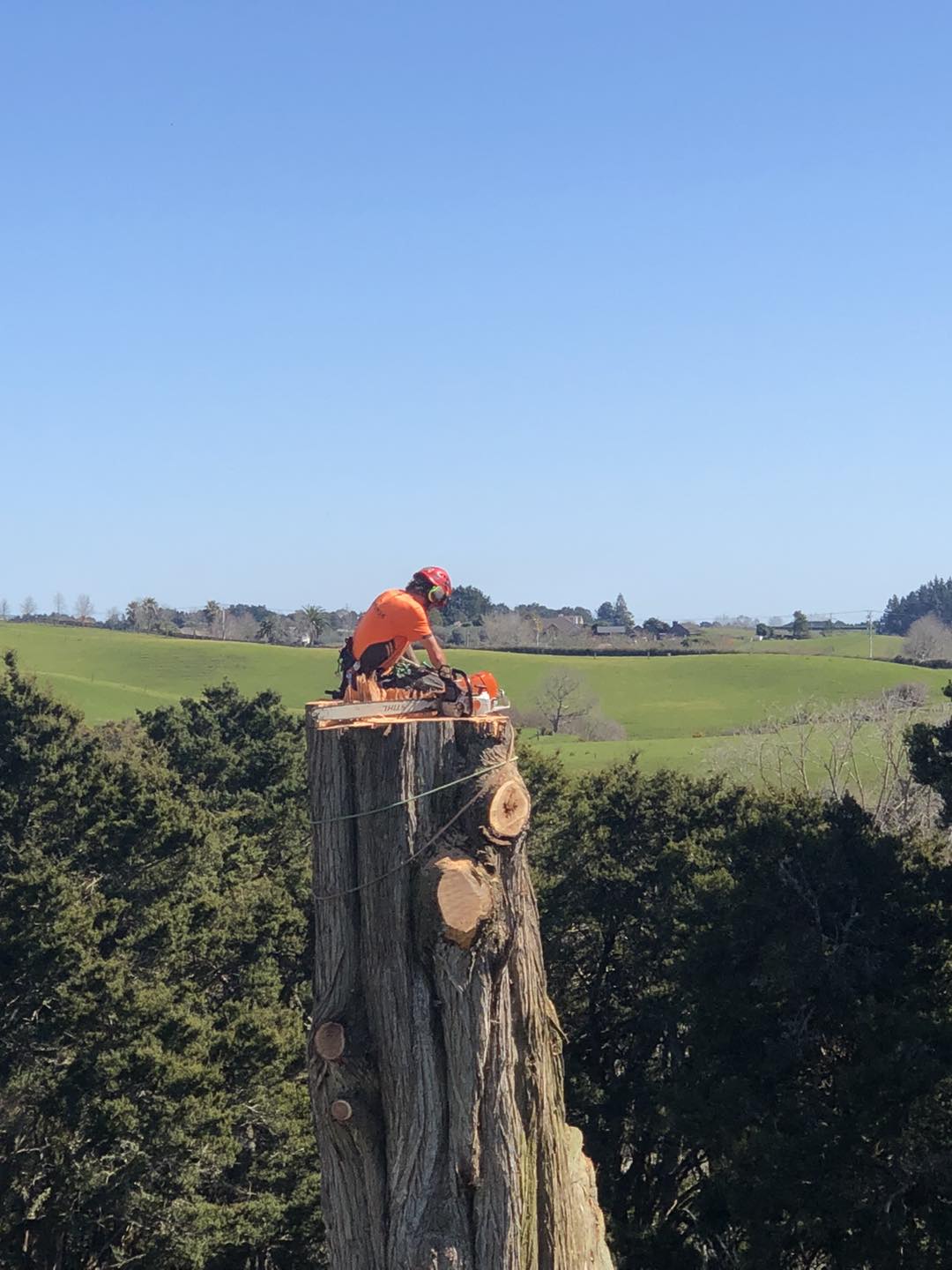person cutting tree